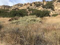 Brickellia desertorum