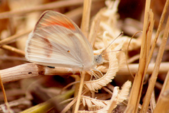 Colotis euippe omphale