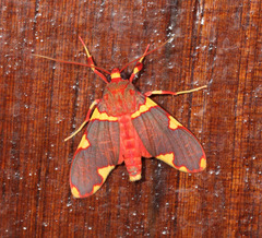 Trichromia cardinalis