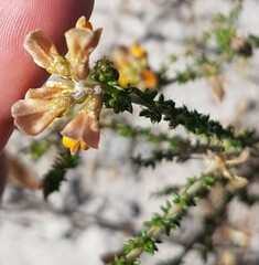 Aspalathus divaricata divaricata