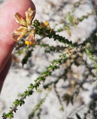 Aspalathus divaricata divaricata