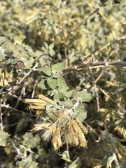 Brickellia desertorum