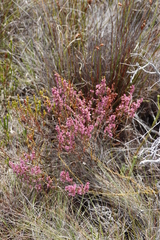 Erica gnaphaloides