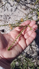 Aspalathus divaricata divaricata