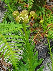Pseudoselago ascendens