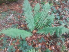 Dryopteris affinis borreri