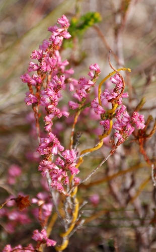 Image of Erica gnaphaloides by (c) Tony Rebelo, some rights reserved (CC BY-SA)