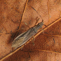 Darmistus subvittatus