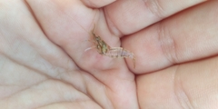 Palaemon elegans
