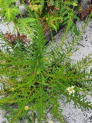 Pseudoselago ascendens