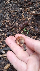 Macrocystidia cucumis