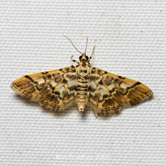 Lamprosema