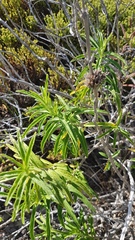 Leonotis leonurus