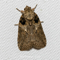 Garella rotundipennis