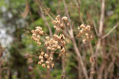 Steganotaenia
