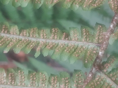 Dryopteris affinis borreri