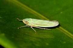 Syncharina argentina