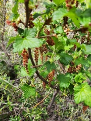 Ribes magellanicum