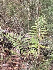 Dryopteris ludoviciana