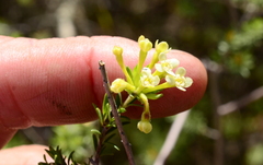 Gnidia squarrosa