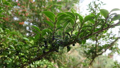 Eurya crenatifolia