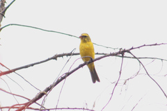 Crithagra sulphurata