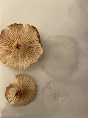 Desarmillaria