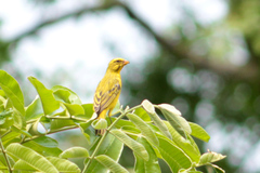 Crithagra sulphurata