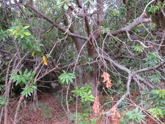 Brabejum stellatifolium