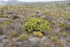 Leucadendron laureolum