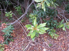 Brabejum stellatifolium