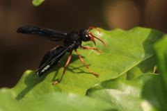 Synagris proserpina niassae