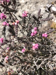 Erica uysii