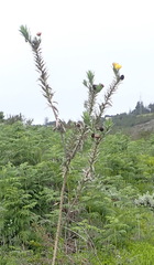 Schistostephium umbellatum