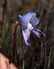 Disa purpurascens