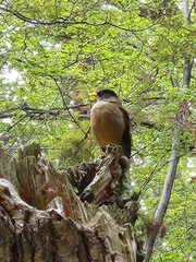 Turdus falcklandii