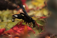 Synagris proserpina niassae