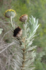Schistostephium umbellatum