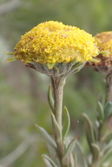 Schistostephium umbellatum