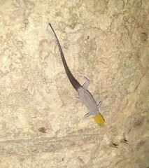 Gonatodes albogularis