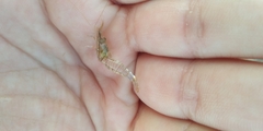 Palaemon elegans