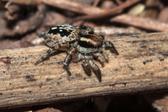 Stenaelurillus guttiger