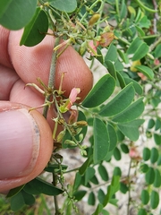 Indigofera tinctoria