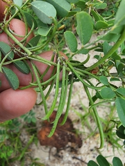Indigofera tinctoria