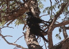 Onychognathus nabouroup