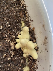 Leucocoprinus