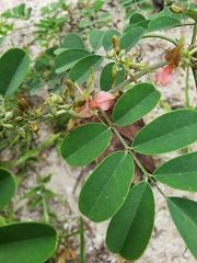 Indigofera tinctoria