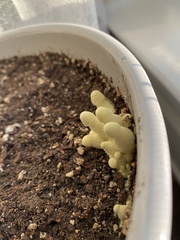 Leucocoprinus