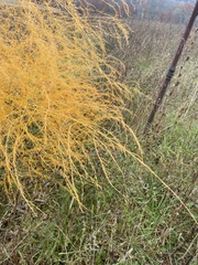 Asparagus
