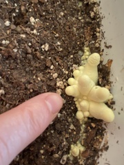 Leucocoprinus